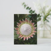 Riesenprotea-Blume. Postkarte (Stehend Vorderseite)