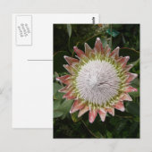 Riesenprotea-Blume. Postkarte (Vorne/Hinten)