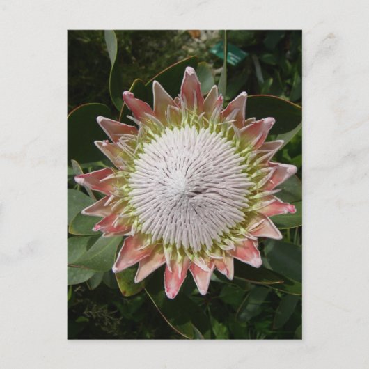 Riesenprotea-Blume. Postkarte (Vorderseite)