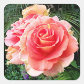 Riesenrosa Rosa nah-up Foto schön modern Quadratischer Aufkleber (Vorderseite)