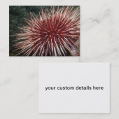 Riesenrot-Meer-Urchin - Visitenkarte (Vorne/Hinten)