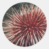 Riesenrotes Meer Urchin - Aufkleber (Vorderseite)