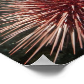 Riesenrotes Meer Urchin - Kunstdruckerei Poster (Ecke)