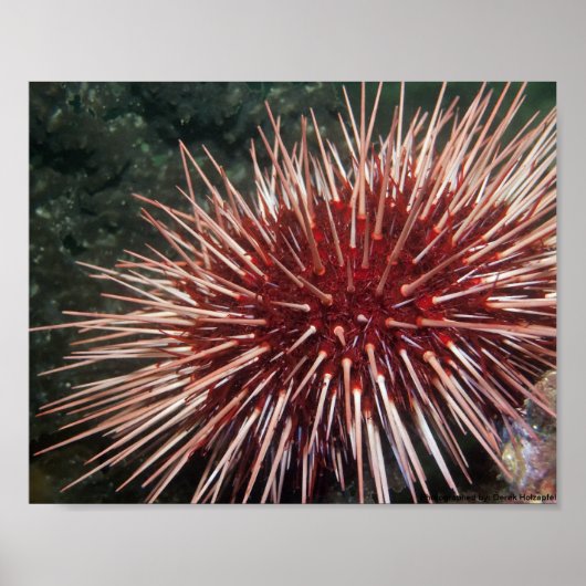 Riesenrotes Meer Urchin - Kunstdruckerei Poster (Vorne)