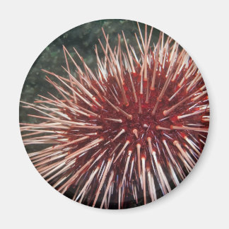 Riesenrotes Meer Urchin - Magnet