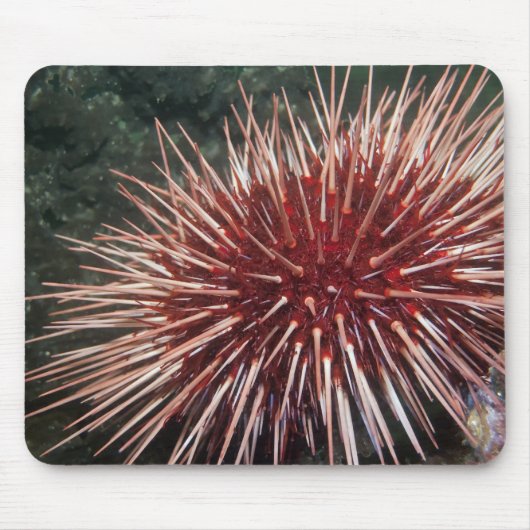 Riesenrotes Meer Urchin - Mousepad (Vorne)