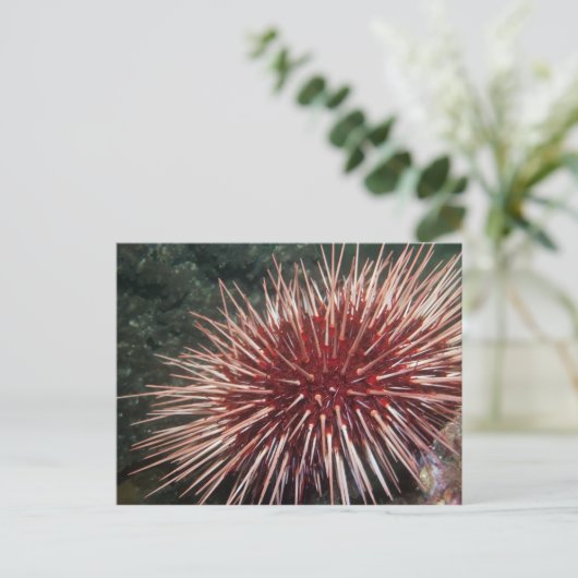 Riesenrotes Meer Urchin - Postkarte (Stehend Vorderseite)