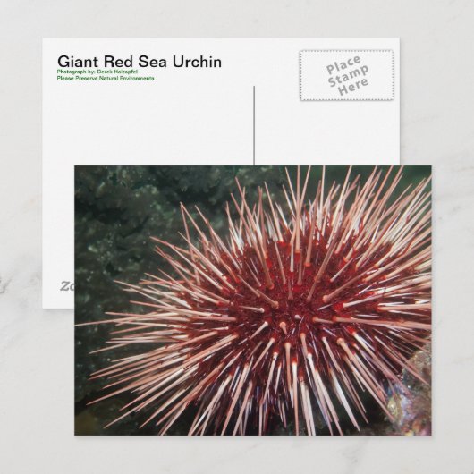 Riesenrotes Meer Urchin - Postkarte (Vorne/Hinten)