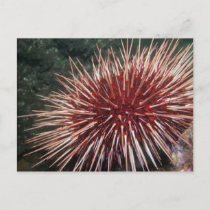 Riesenrotes Meer Urchin - Postkarte