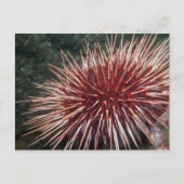 Riesenrotes Meer Urchin - Postkarte (Vorderseite)