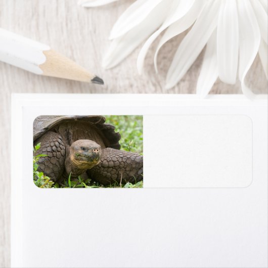 Riesenschildkröte (Insitu)