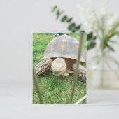 Riesenschildkröte, 1 postkarte (Stehend Vorderseite)