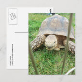 Riesenschildkröte, 1 postkarte (Vorne/Hinten)