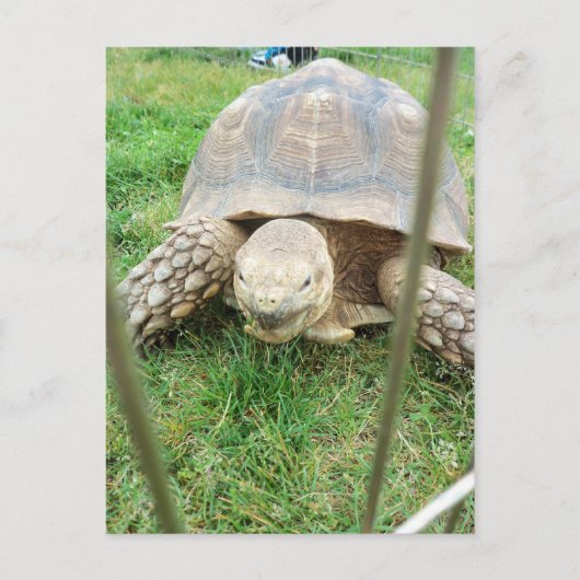 Riesenschildkröte, 1 postkarte (Vorderseite)