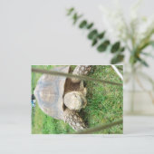 Riesenschildkröte, 1 postkarte (Stehend Vorderseite)