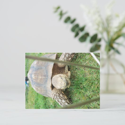 Riesenschildkröte, 1 postkarte (Stehend Vorderseite)