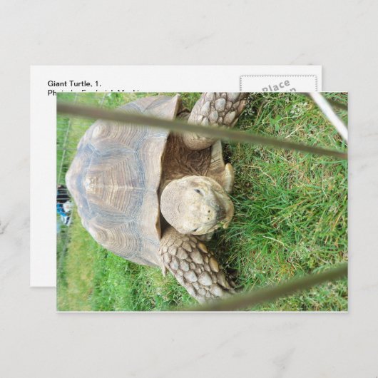 Riesenschildkröte, 1 postkarte (Vorne/Hinten)