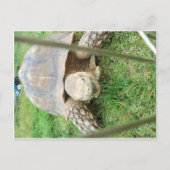 Riesenschildkröte, 1 postkarte (Vorderseite)