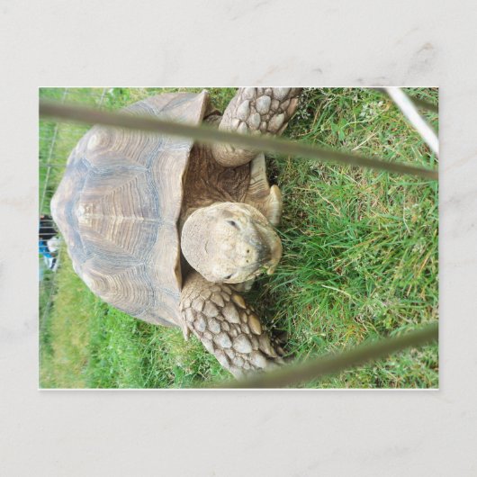 Riesenschildkröte, 1 postkarte (Vorderseite)
