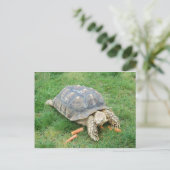 Riesenschildkröte 2 postkarte (Stehend Vorderseite)