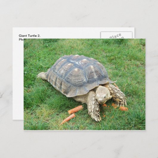 Riesenschildkröte 2 postkarte (Vorne/Hinten)