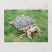 Riesenschildkröte 2 postkarte (Vorderseite)