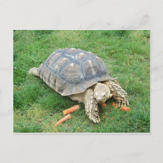Riesenschildkröte 2 postkarte (Vorderseite)