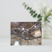 Riesenschildkröte Archelon Postcard Postkarte (Stehend Vorderseite)