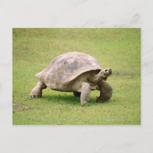 Riesenschildkröte auf Gras Postkarte