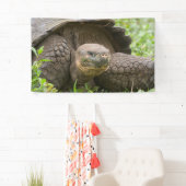 Riesenschildkröte Banner (Insitu)