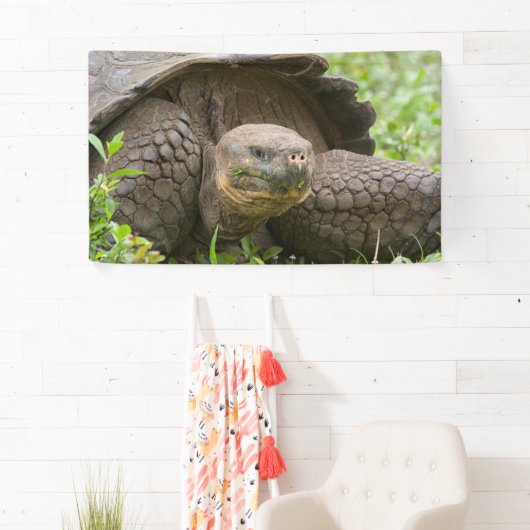 Riesenschildkröte Banner (Insitu)