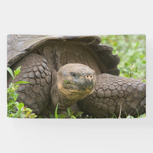 Riesenschildkröte Banner (Horizontal)