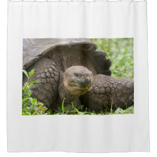 Riesenschildkröte Duschvorhang