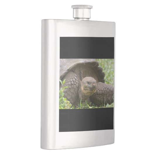 Riesenschildkröte Flachmann (Rechts)