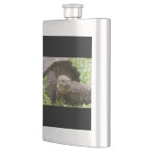 Riesenschildkröte Flachmann (Links)