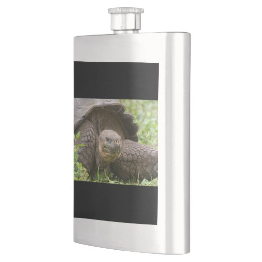 Riesenschildkröte Flachmann (Links)