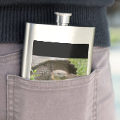 Riesenschildkröte Flachmann (Beispiel)