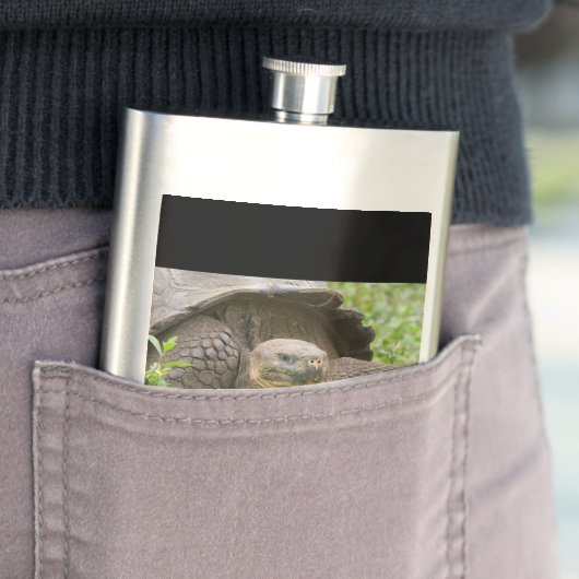 Riesenschildkröte Flachmann (Beispiel)