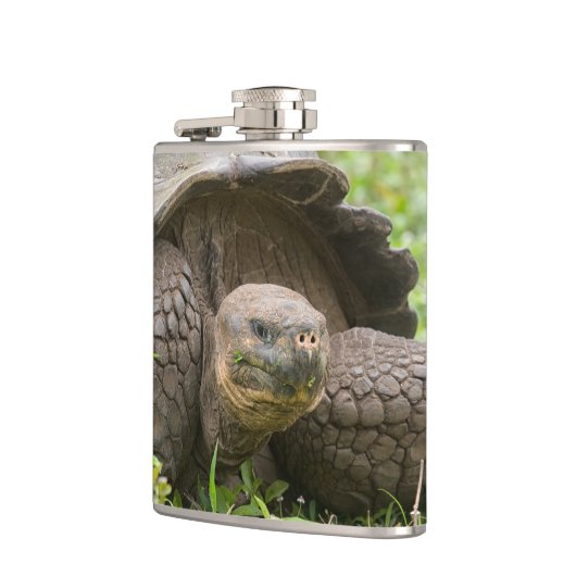 Riesenschildkröte Flachmann (Links)