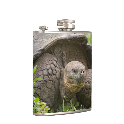 Riesenschildkröte Flachmann (Rechts)