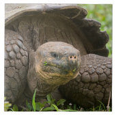 Riesenschildkröte Fliese (Vorderseite)