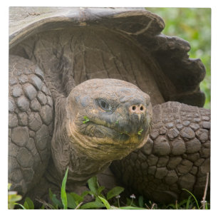 Riesenschildkröte Fliese
