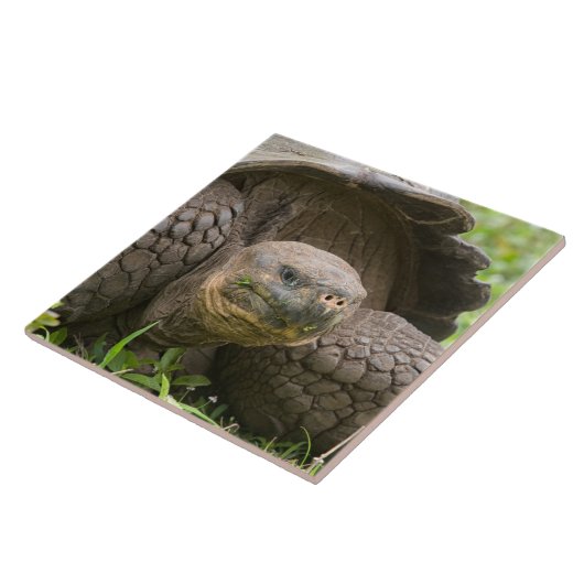 Riesenschildkröte Fliese (Seite)