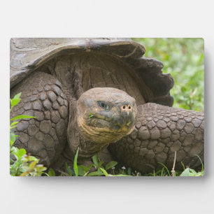 Riesenschildkröte Fotoplatte