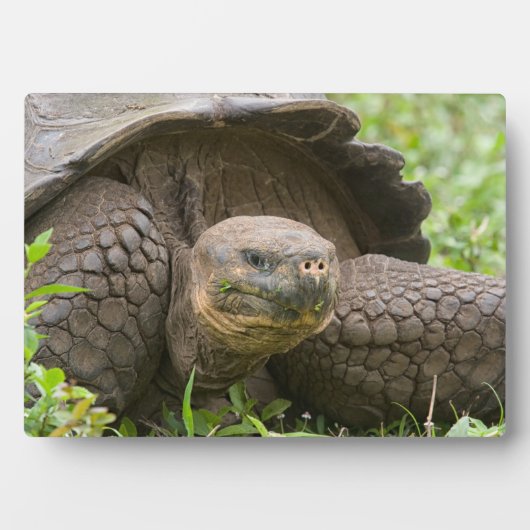Riesenschildkröte Fotoplatte (Vorderseite)