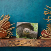 Riesenschildkröte Fotoplatte (Seite)