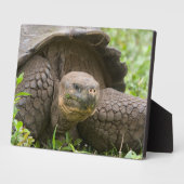 Riesenschildkröte Fotoplatte (Seite)