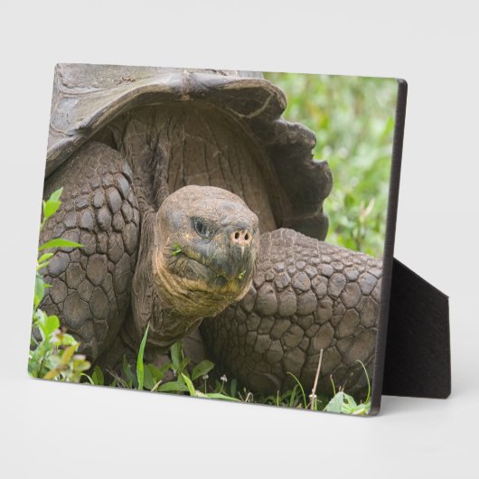 Riesenschildkröte Fotoplatte (Seite)