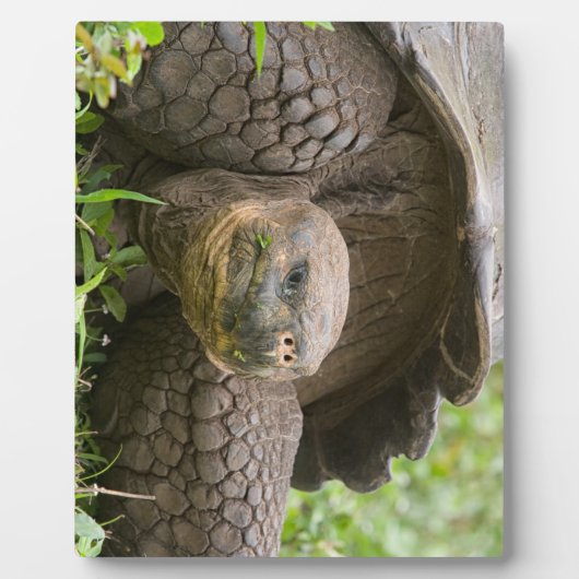 Riesenschildkröte Fotoplatte (Vorderseite)