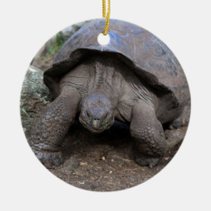 Riesenschildkröte Galapagos Inseln Keramikornament